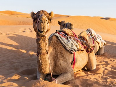 oman kamila