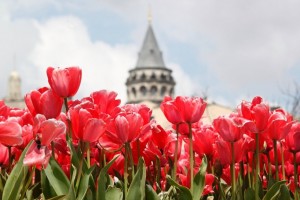 istanbul-kulata-galata-laleta