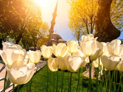 Истанбул Фестивала на Лалето