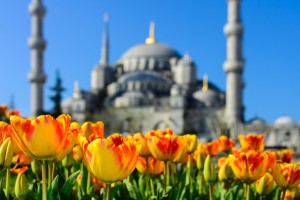 morning flowers architecture spring tulips islam blumen istanbul 969449 v2.jpgd